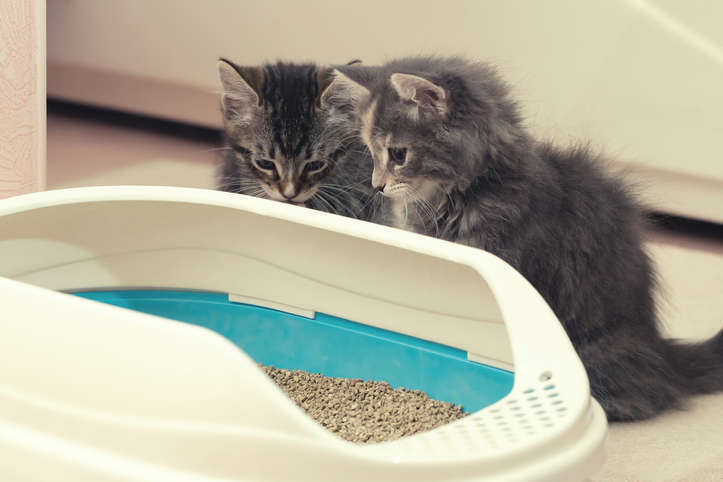 Accidents de propreté chez un chat qui était propre auparavant