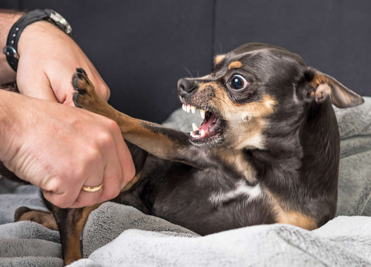 Agressivité et Familiarisation chez le chien