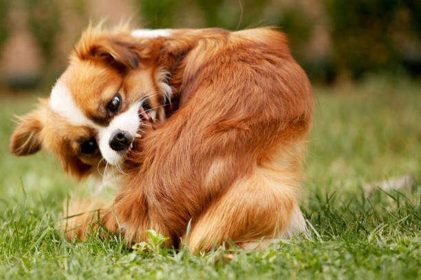 Allergie Alimentaire chez le chien et le chat