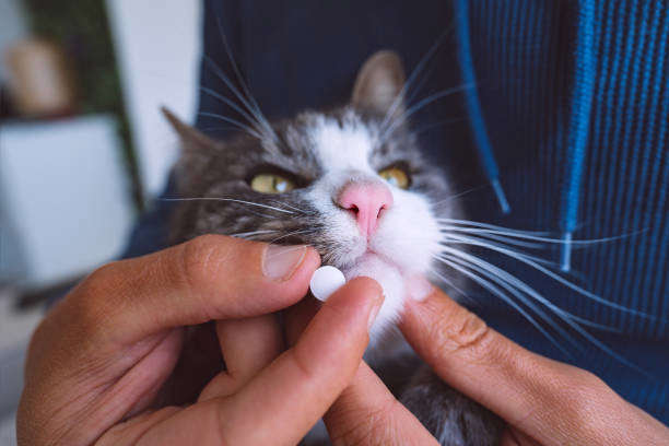 Comment donner un cachet à votre chat?