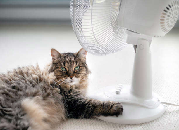 Comment rafraîchir votre chat?