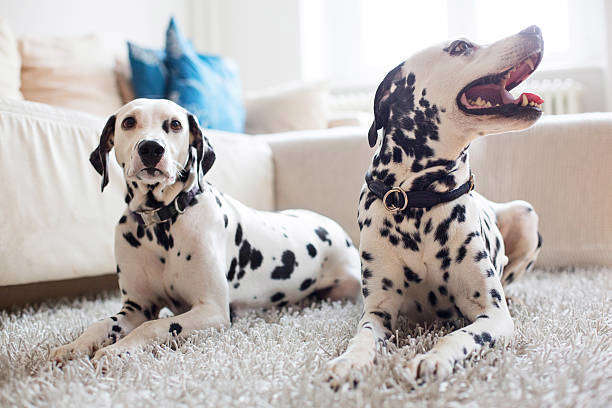 Dalmatien et calculs urinaires
