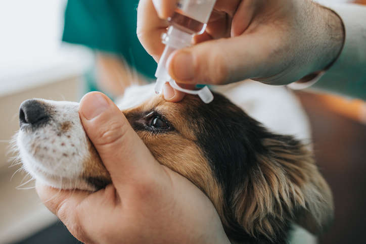 Désensibilisation aux soins. Par Catherine Collignon