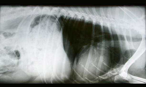 L’insuffisance Cardiaque chez le Chien