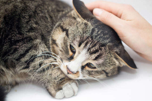 La Leucose Féline (FeLV)