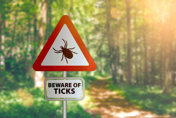 La Maladie de Lyme chez le chien