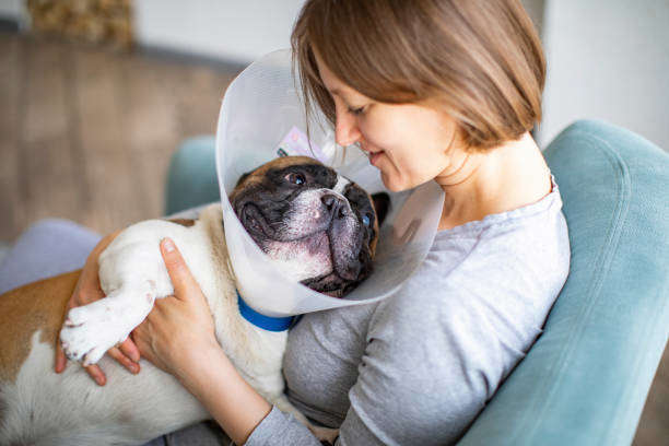 La stérilisation du chien