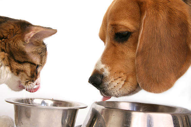 L’alimentation des chiens et des chats âgés