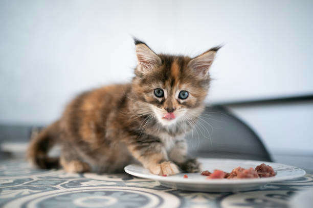 L’alimentation du chaton en croissance