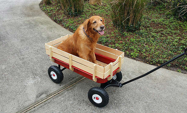 L’arthrose chez le chien et le chat