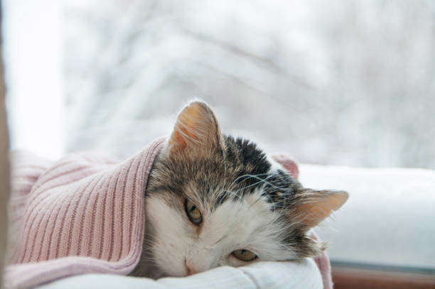Le Virus d’Immunodéficience Félin (FIV)