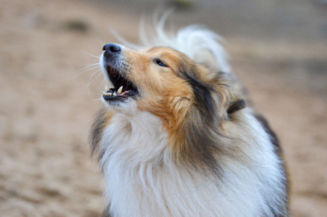 Les aboiements chez le chien