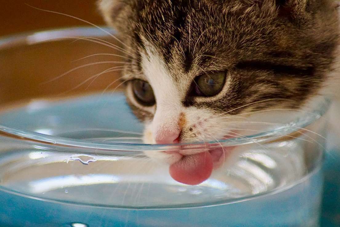 Les Calculs Urinaires chez le Chien et le Chat