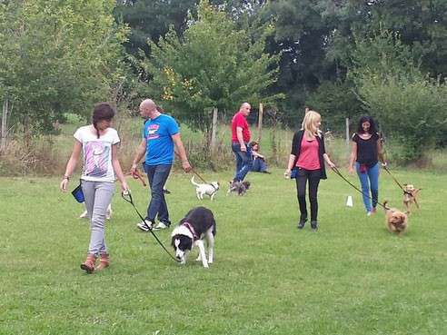 Les erreurs d’apprentissage les plus fréquentes en éducation canine. Par Catherine Collignon