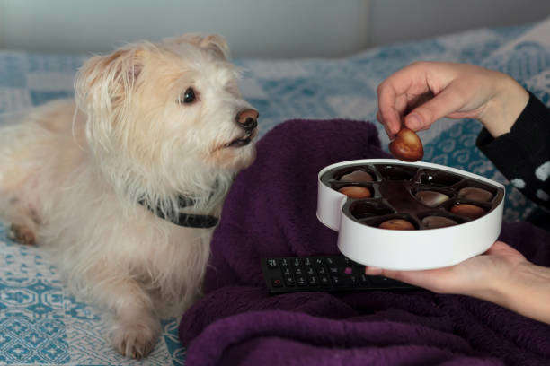 Les intoxications courantes du chien et du chat