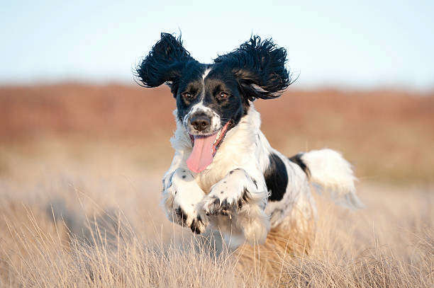Les précautions à prendre pour les oreilles de cocker ou les chiens à oreilles tombantes