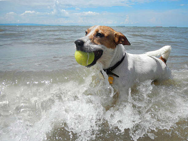 Les vacances d’été avec votre chien