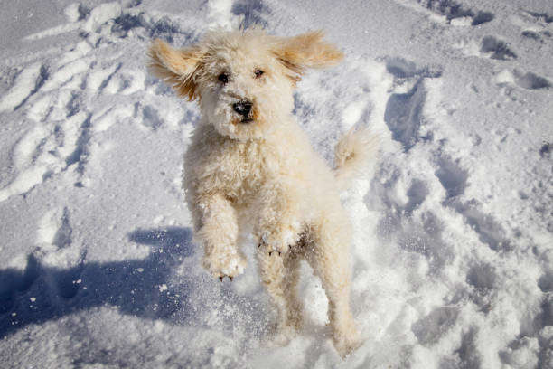 Les vacances d’hiver avec votre chien