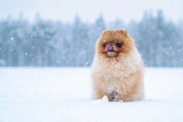 Préparer son Chien pour l’Hiver: Le Guide Complet
