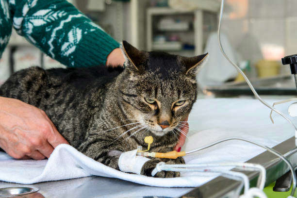 L’Insuffisance Rénale chez le Chiens et le Chat