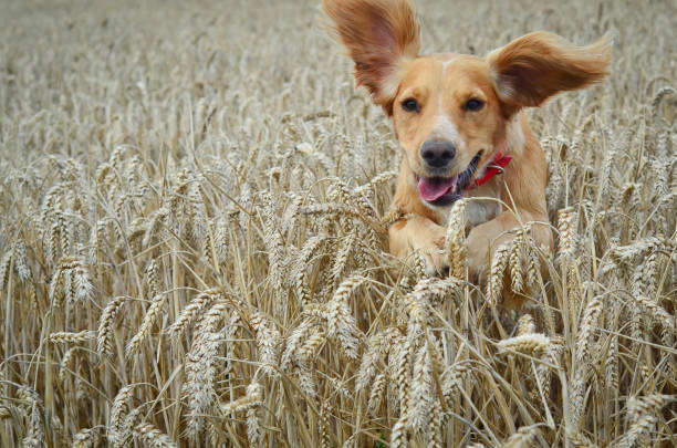 L’Otite chez le chien et le chat