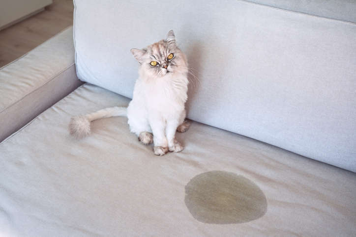 Malpropreté et marquage territorial chez le chat