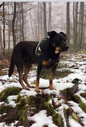 Mon chien grogne, faut-il le laisser faire? par Catherine Collignon