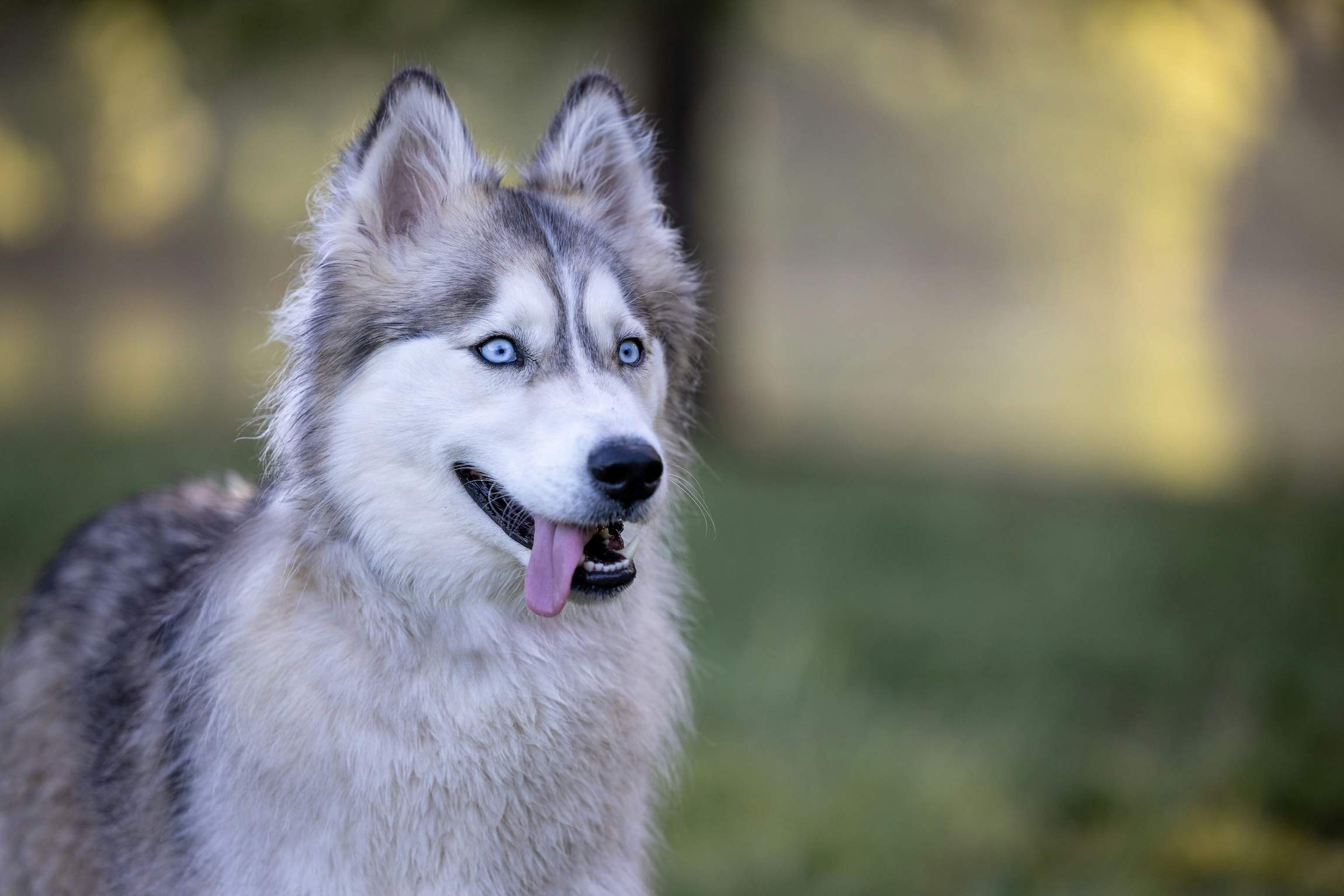 Mon chien grogne, faut-il le laisser faire? Par Catherine Collignon.