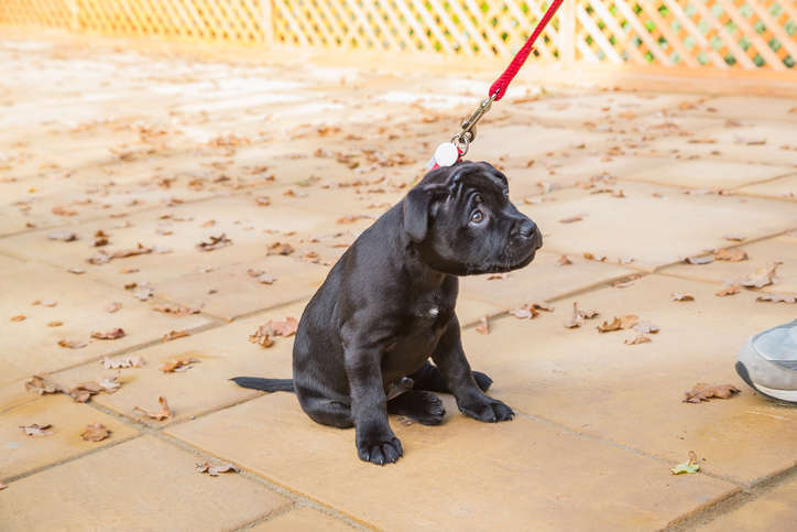 Mon chiot se bloque et tire en arrière quand je lui mets la laisse. Par Catherine Collignon.