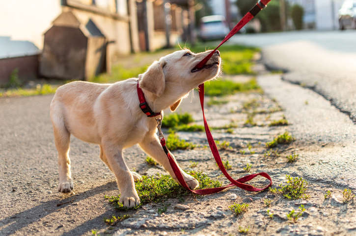 Mon chiot tire sur sa laisse pour s’amuser. Par Catherine Collignon