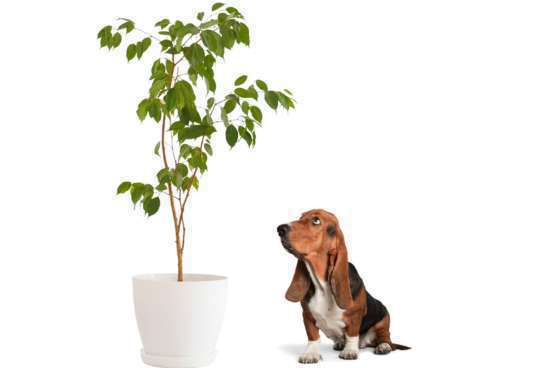 Plantes d’intérieur toxiques pour chiens et chats: Les risques à connaître!-01