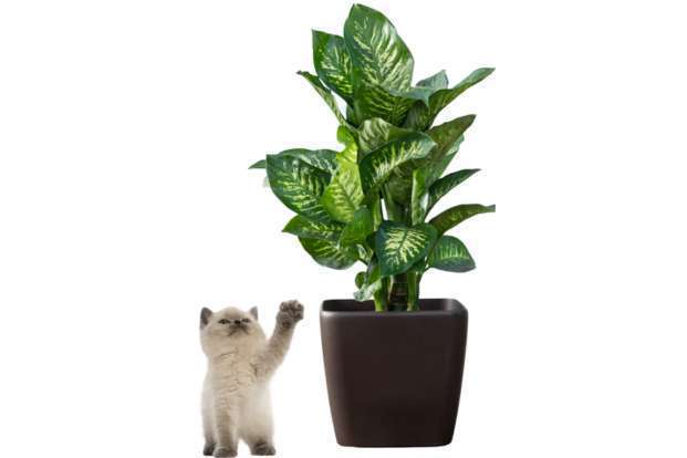 Plantes d’intérieur toxiques pour chiens et chats: Les risques à connaître!-03