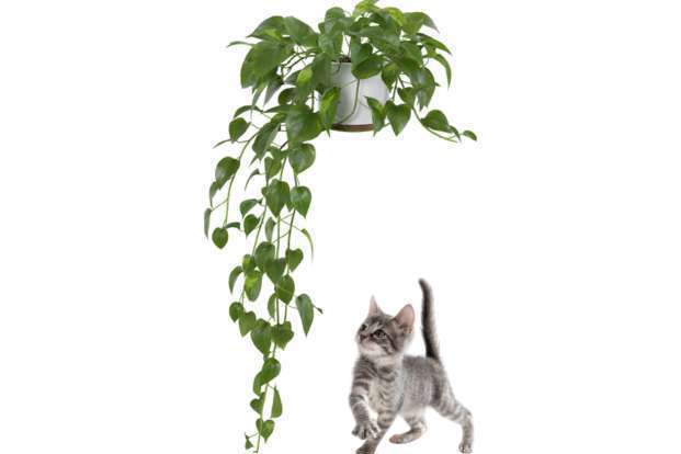 Plantes d’intérieur toxiques pour chiens et chats: Les risques à connaître!-04