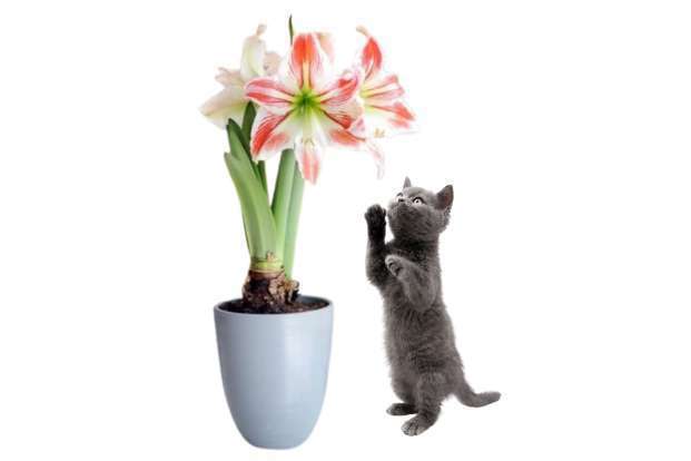 Plantes d’intérieur toxiques pour chiens et chats: Les risques à connaître!-06