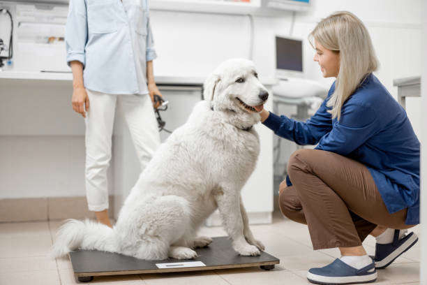 Poids idéal chez le chat et le chien