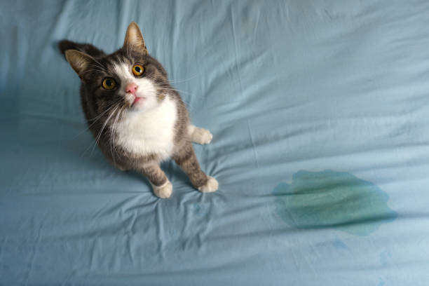 Pourquoi mon chat fait pipi partout?