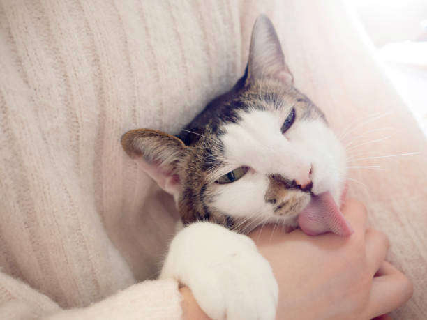 Pourquoi mon chat me lèche?