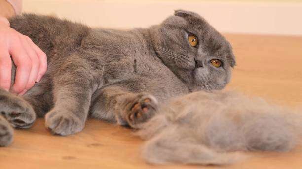 Pourquoi mon chat perd ses poils?