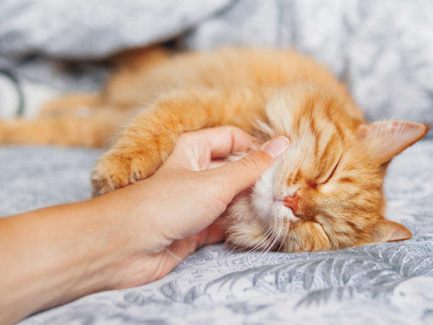 Pourquoi mon chat ronronne?