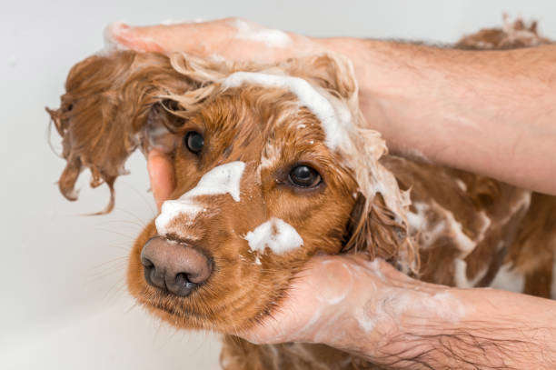 Quand et comment laver votre chien