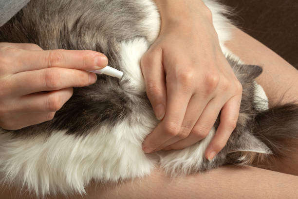 Quoi faire contre les puces de mon chat?