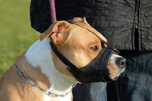 Races de chiens soumises à des restrictions de détention