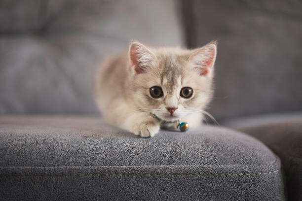 Réussir l’arrivée d’un chaton à la maison