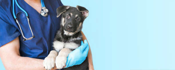 Tout ce qu’il faut savoir sur votre chien