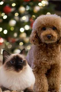 Un Noël festif et sans risque pour nos animaux de compagnie