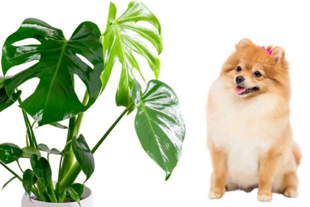 Plantes d’intérieur toxiques pour chiens et chats :  Les risques à connaître !-02
