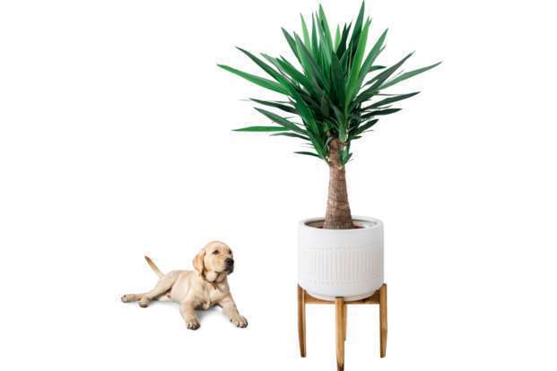 Plantes d’intérieur toxiques pour chiens et chats :  Les risques à connaître !-05