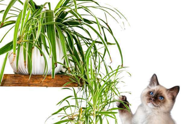 Plantes d’intérieur toxiques pour chiens et chats :  Les risques à connaître !-07