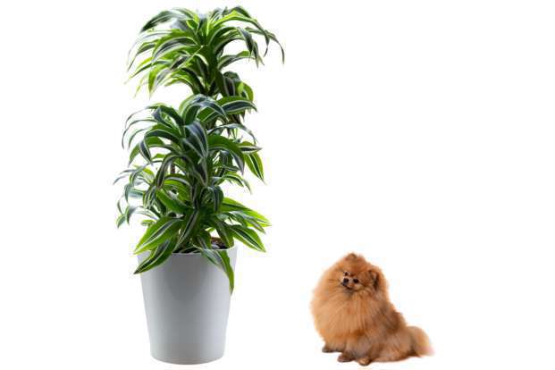 Plantes d’intérieur toxiques pour chiens et chats :  Les risques à connaître !-08