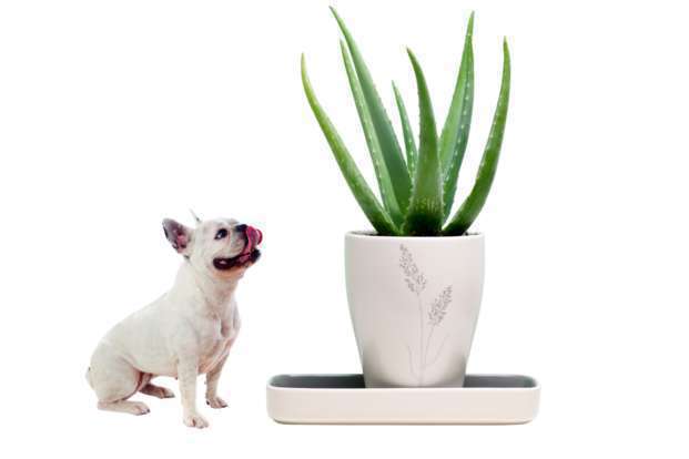 Plantes d’intérieur toxiques pour chiens et chats :  Les risques à connaître !-09